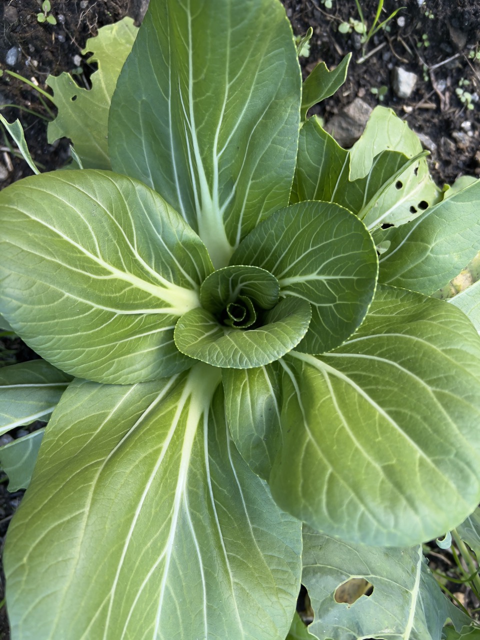 Pak choi che cresce nell'orto