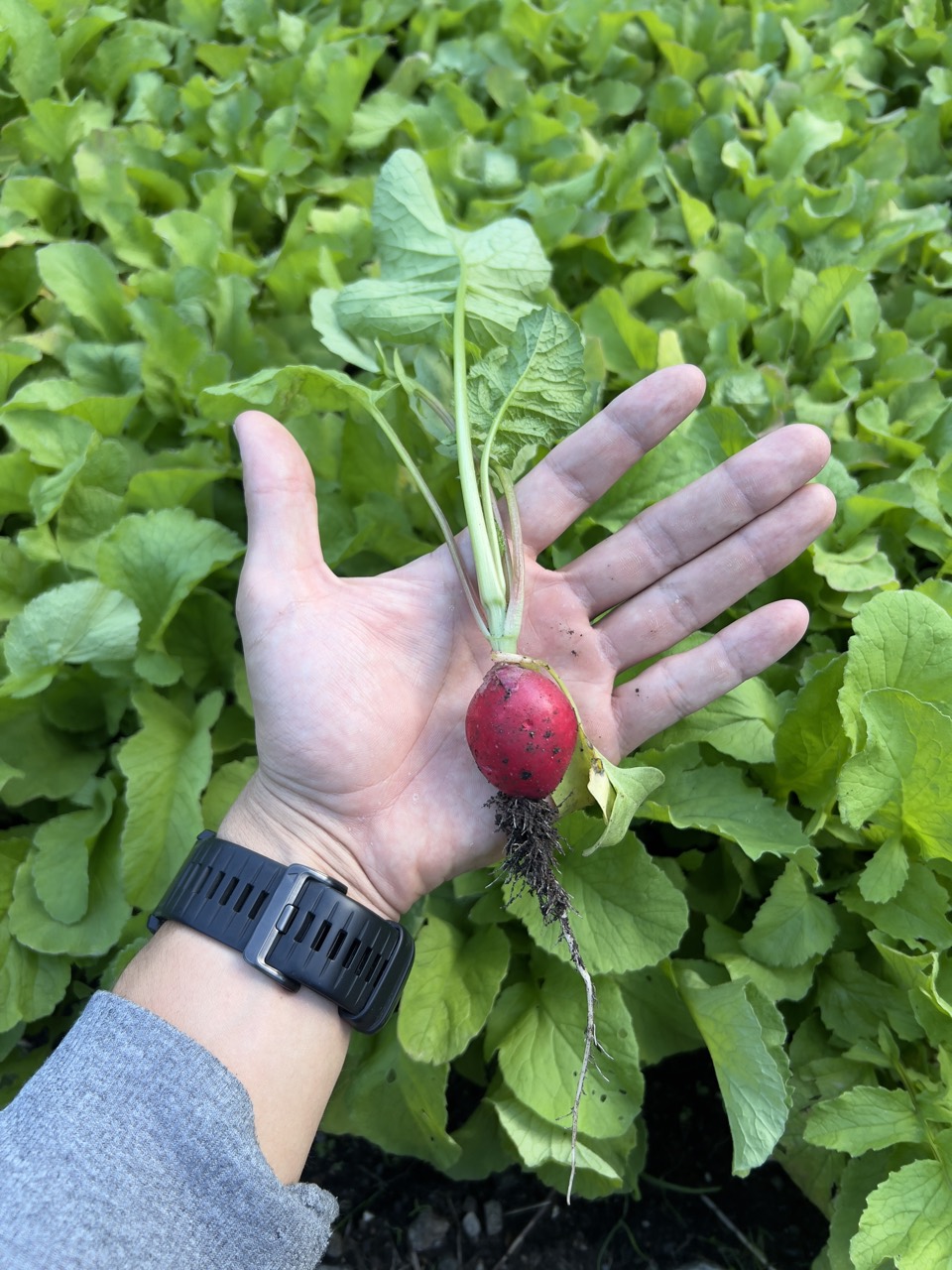 Mano che mostra un ravanello appena raccolto
